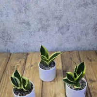 گیفت سانسوریا