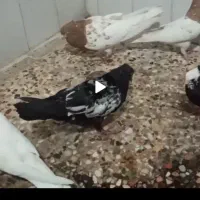کبوتر رنگی