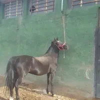 اسب