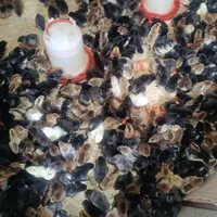 پخش و فروش جوجه محلی 10روزه واکسینه شده|حیوانات مزرعه|رفسنجان, |دیوار