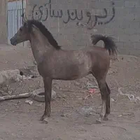 کره نریان ۱ ساله