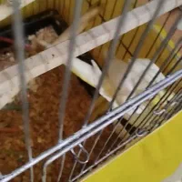 عروس هلندی لوتینو جفت دستی مولد|پرنده|تاکستان, |دیوار