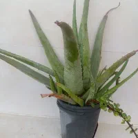 کلکسیون و سرگرمی .آرایشی. بهداشتی و درمانی