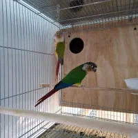 تعدادی جفت گرینچیک اناناسی و یلوساید کار داده|پرنده|مشهد, فاطمیه|دیوار