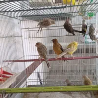 قناری|پرنده|شاهین‌شهر, شهرک هشت بهشت|دیوار