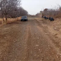 زمین باغی|فروش دفتر صنعتی، کشاورزی، تجاری|سنقر, |دیوار