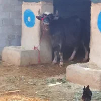 گاومیش