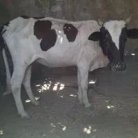 فروش یک عدد گاو ابستن