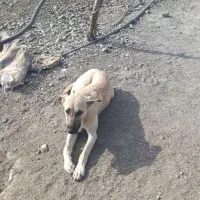 یک  قلاده سگ.واگزار میشود