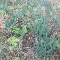 گل نرگس مرغوب بهبهان|گل و گیاه طبیعی|بهبهان, |دیوار