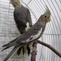 عروس هلندی|پرنده|رشت, کوی جام جم|دیوار