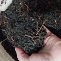 چای دستی محلی