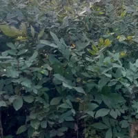 نهال گردو پکان آمریکائی