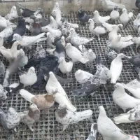 ۱۵۰ عدد پرشی|پرنده|اصفهان, عطار نیشابوری|دیوار