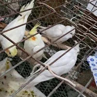 عروس هلندی برای فروش|پرنده|کارون, |دیوار