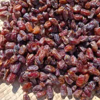 خرمایکبکابتازهکیلو۱۱۰|حراج|سنندج, |دیوار