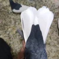 سیاه دم سفید|پرنده|مرودشت, رامجرد یک|دیوار