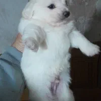 توله پامر اشپیتز