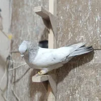 سینه آبی بزن خوب به شرط هوا|پرنده|شیراز, اکبر آباد|دیوار