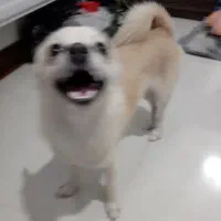 سگ نژاد دار