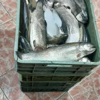 کالابرگ مرغ ماهی،بوقلمون۳۱۰،گوشت منجمد|خوردنی و آشامیدنی|ساوه, |دیوار