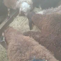 بره.میش.گوسفند