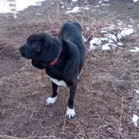 سگ شیخ ابی قلدر