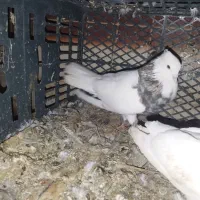 چند جفت کفتر|پرنده|اهواز, الصافی|دیوار