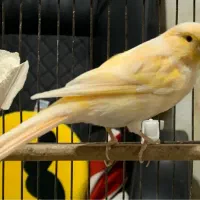 قناری نر قرص بخون|پرنده|چالوس, |دیوار