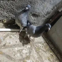 یک جفت کفتر جوجه سبز آلمانی پلاک دار