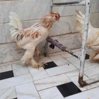 خروس سلطان|حیوانات مزرعه|قم, شهرک امام حسین|دیوار