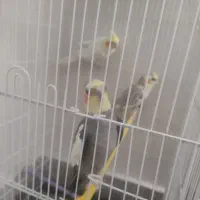 جفت عروس هلندی ویک جفت مرغ عشق|پرنده|شاهینشهر, خانه کارگر|دیوار