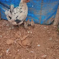 مرغ جوجه