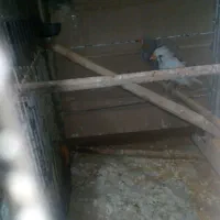 فنچ تخم گزار