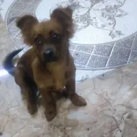 سگ پامرین فروش یا معاوضه با کبوتر