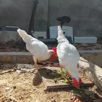 خروس سرحال|پرنده|قشم, |دیوار