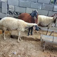 میش آبستن|حیوانات مزرعه|قلعه قاضی, |دیوار