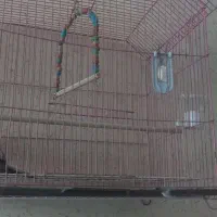 عروس هلندی سخنگو