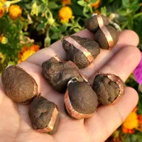 هبهاب خاص و کمیاب ومهره برد|جواهرات|بوشهر, |دیوار