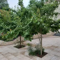 اجاره ویلا باغ کوتاه مدت|اجارهٔ کوتاه‌مدت ویلا و باغ|درب بهشت, |دیوار