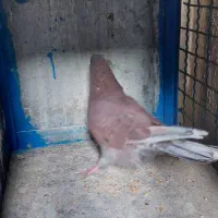 تعدادی کفتر به شرط|پرنده|تهران, شهرک ولیعصر شمالی|دیوار