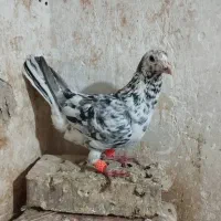 فروش|حراج|شوشتر, |دیوار