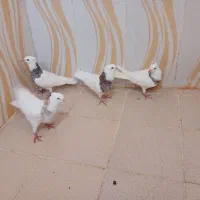 طوقی درجه یک