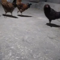 تعدادی مرغ خروس محلی|حیوانات مزرعه|سراب, |دیوار