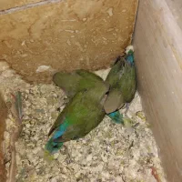 طوطی برزیلی همراه جوجه