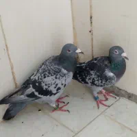 کبوتر پلاکی گرفتنی عراق