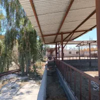 دامداری-50-راسی-لبن