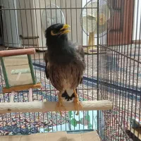مرغ مینا