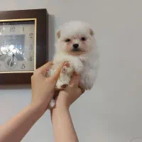 توله پامر از پدر مادر وارداتی|سگ|محمدشهر, محمدشهر|دیوار