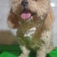 پودل ماده|سگ|شیراز, وزیرآباد|دیوار